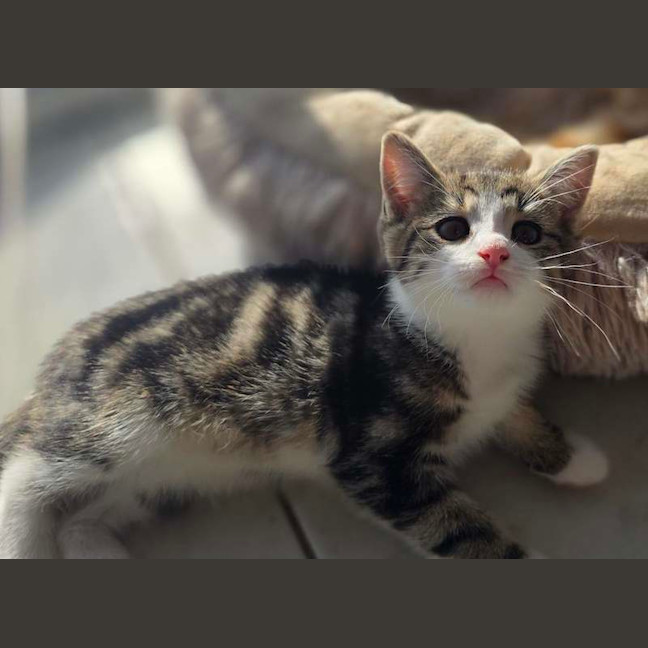 Photo of Chedder