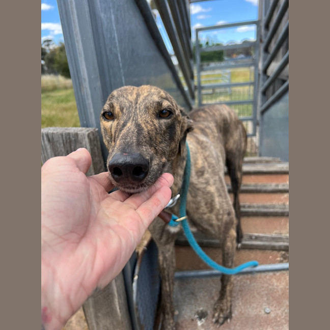 Photo of American Angel 