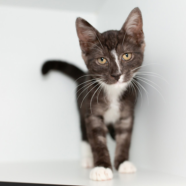 Photo of Calcifer (Previously Taka)