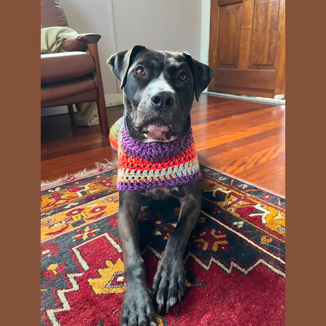 Photo of Estelle *$150 Adoption Fee*