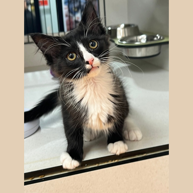 Photo of Briar