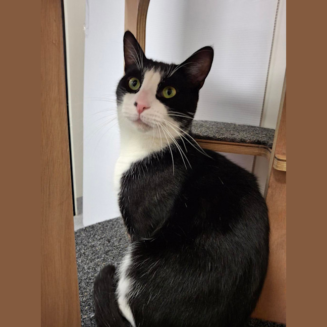 Photo of Nikki (Bonded To Vince)