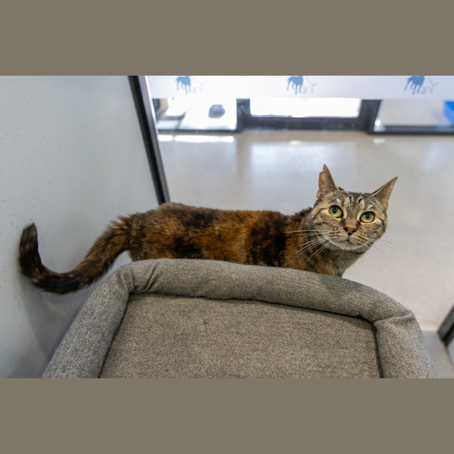 Photo of Wedge