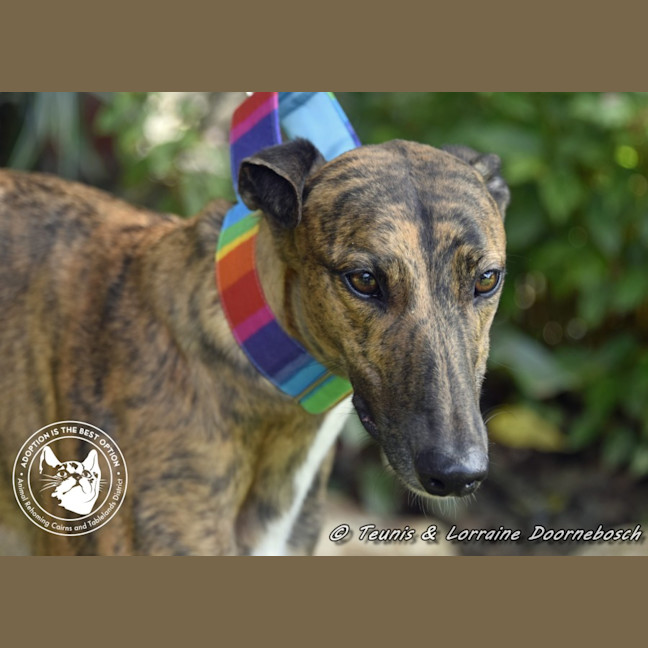 Photo of Milly (Gracious Miss)