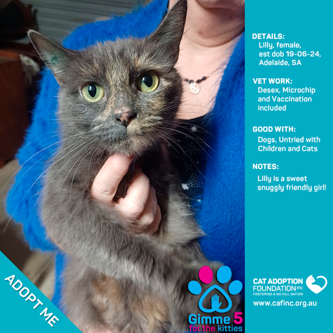 Photo of Lilly Only $80 Fully Vetted!