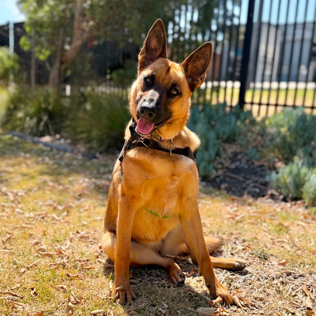 Photo of Moose E Moo