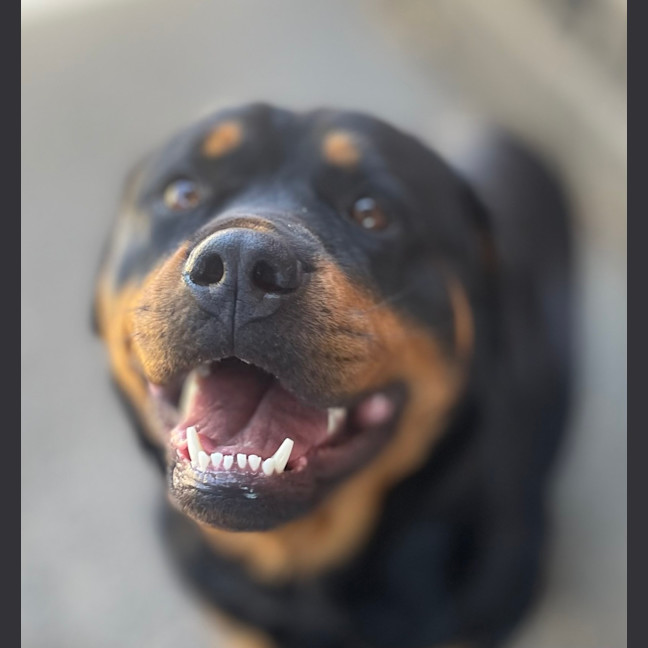 Photo of Lola
