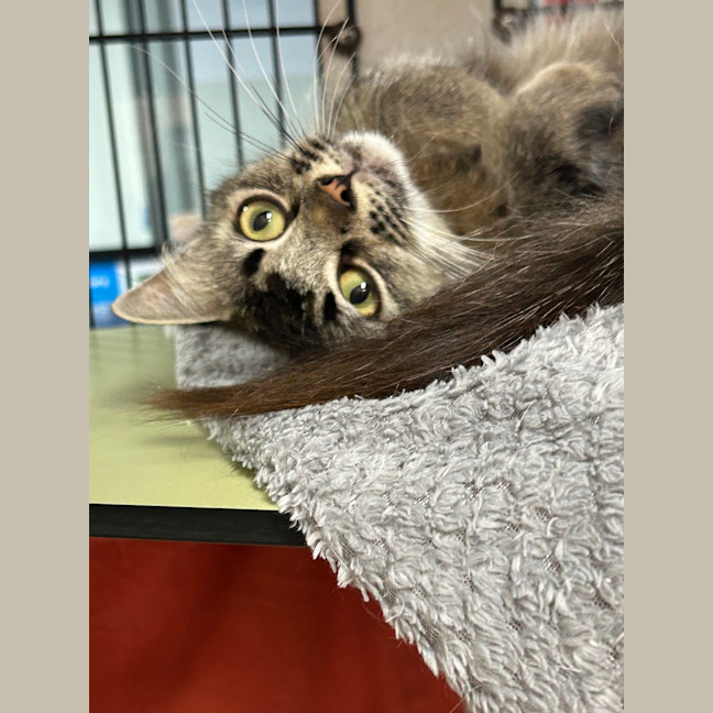 Photo of Honey