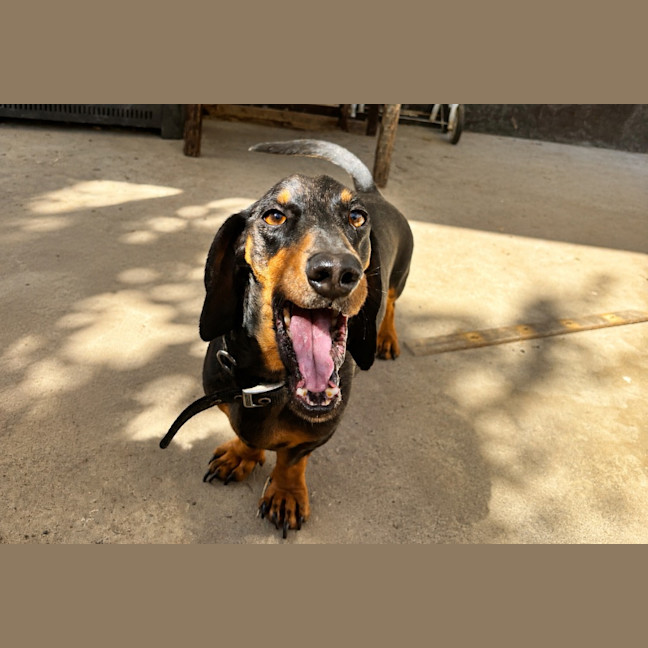 Photo of Dash (Mr Sausage)