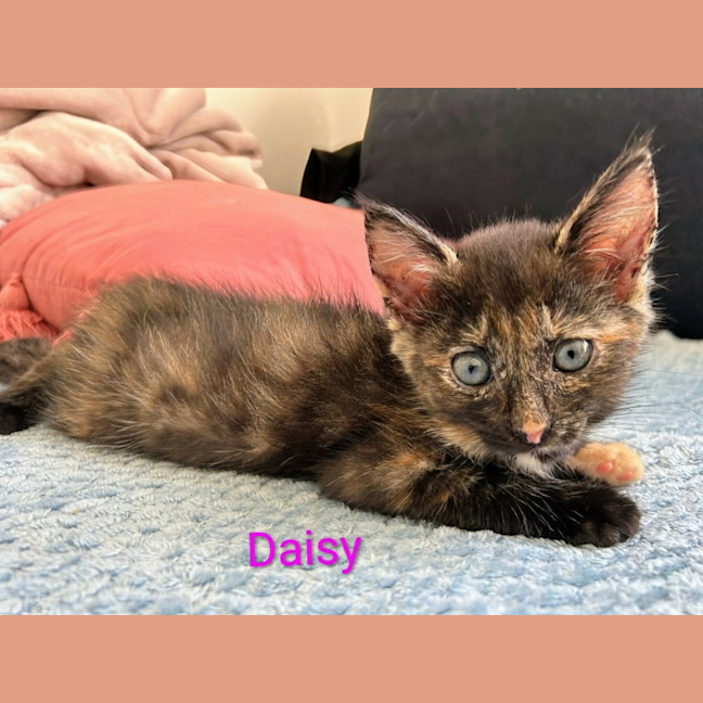 Photo of Daisy 