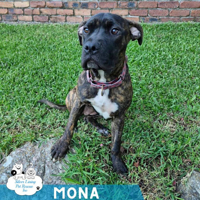 Photo of Mona