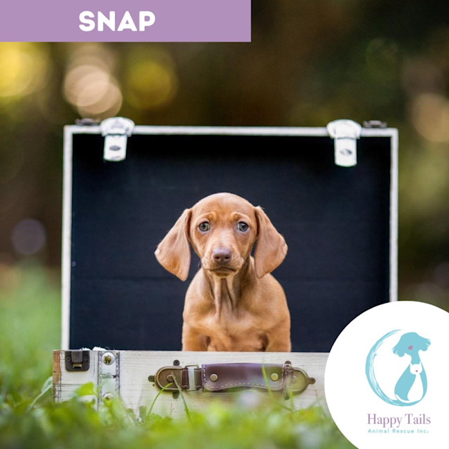 Photo of Snap