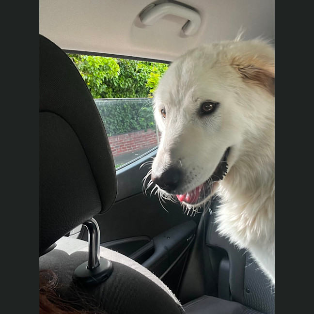Photo of Lucy