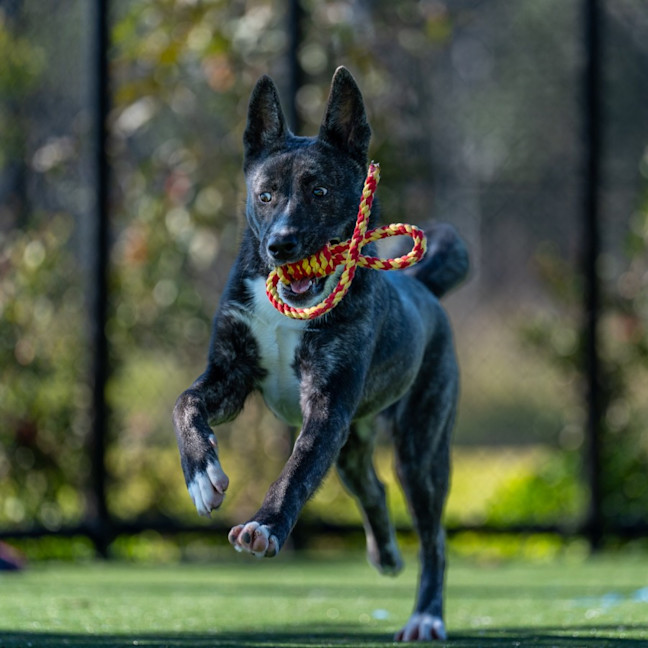 Photo of Sharpay Imp 957