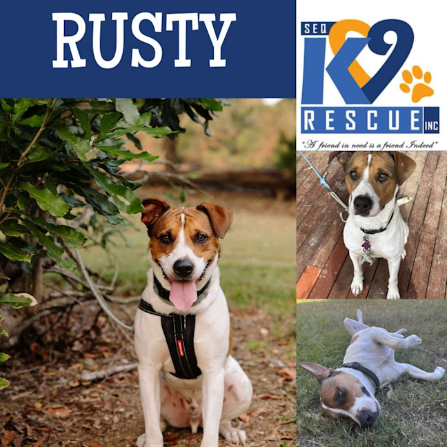 Photo of Rusty