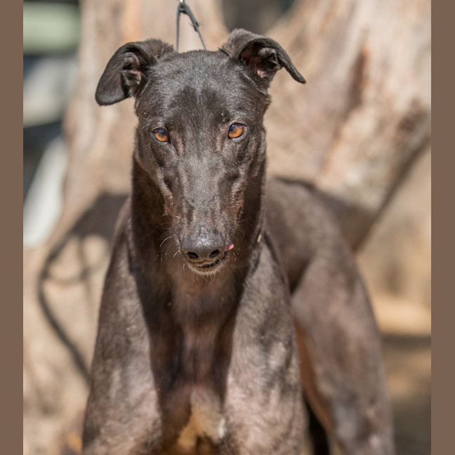 Photo of Russell Ravenstone