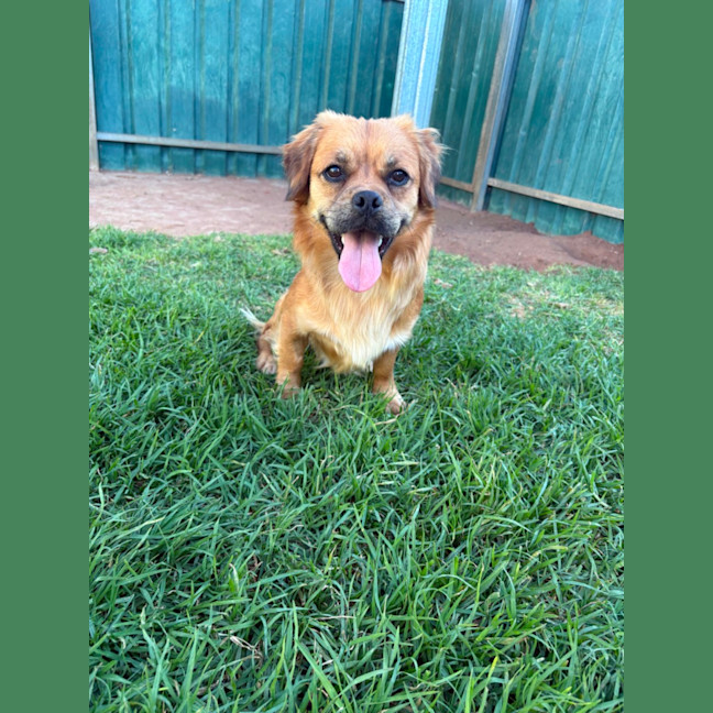 Photo of Barney