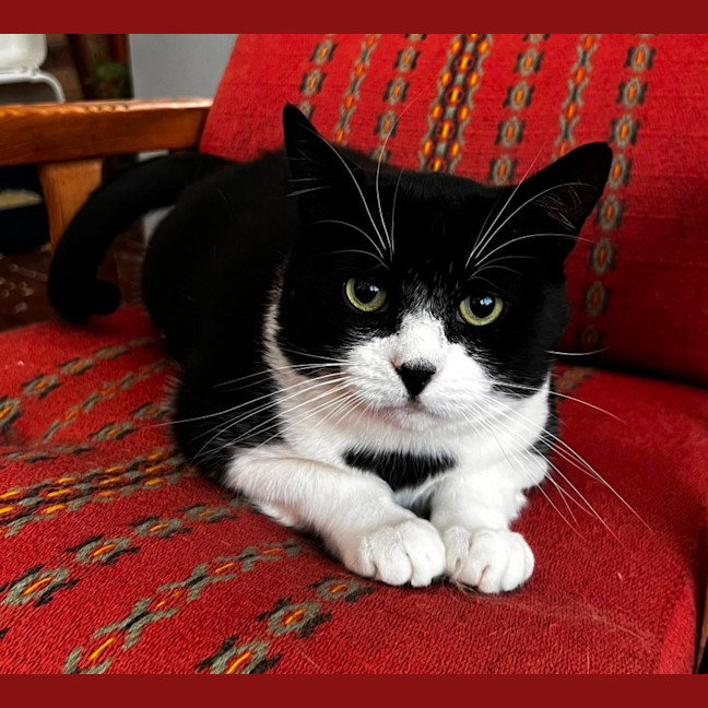 Photo of Bruce* 9 Lives Project Rescue*