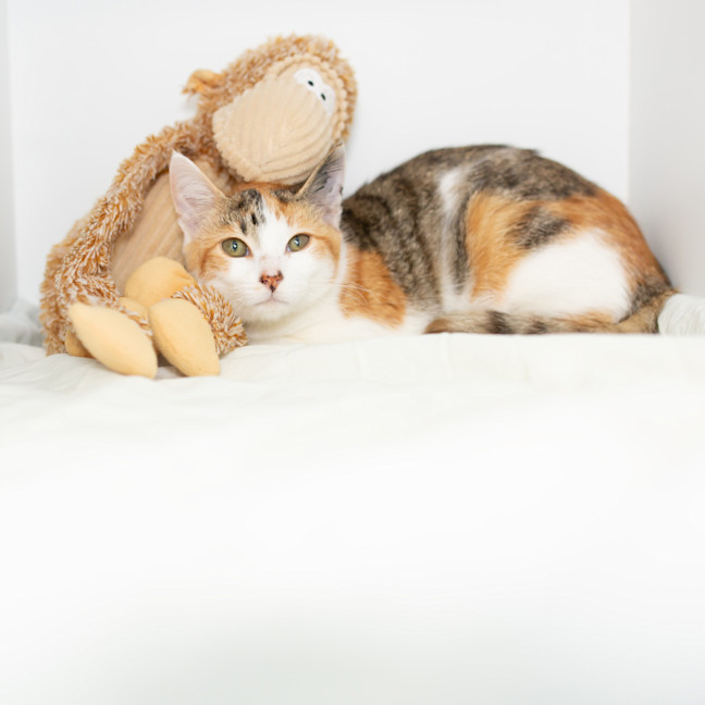 Photo of Biscotti