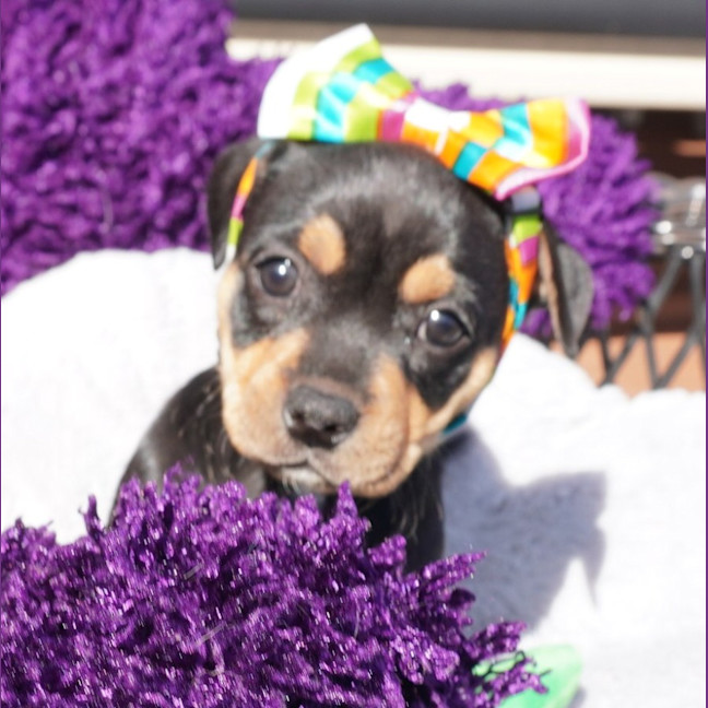 Photo of Tilly