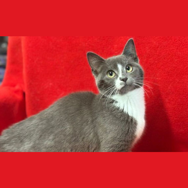 Photo of Echo