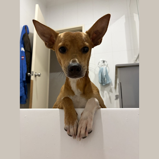 Photo of Buddy