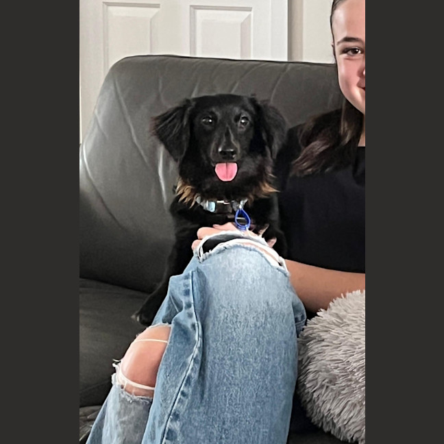 Photo of Socks – 1 Year Old Dachshund