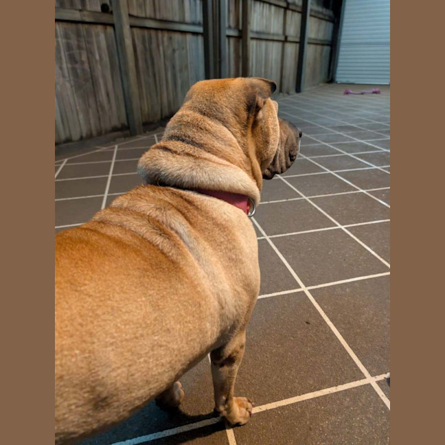Photo of Bonnie Girl