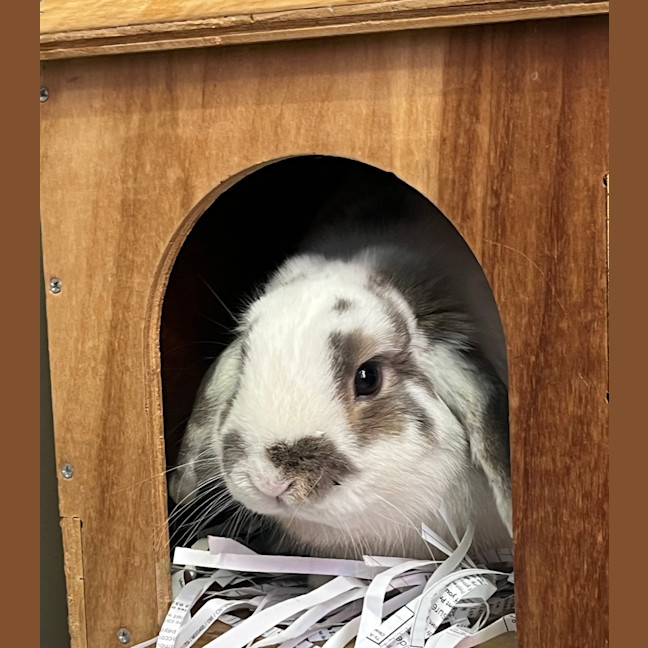 Photo of Munchkin