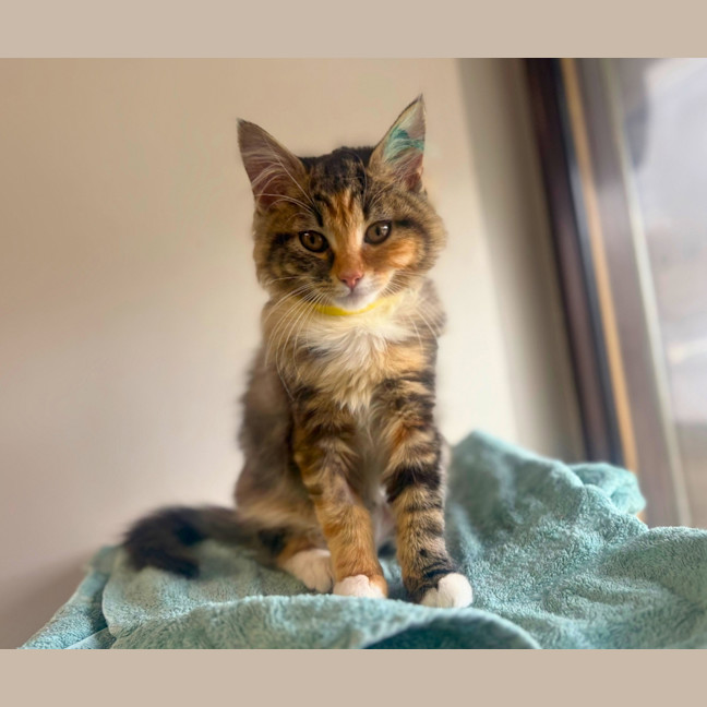 Photo of Lily