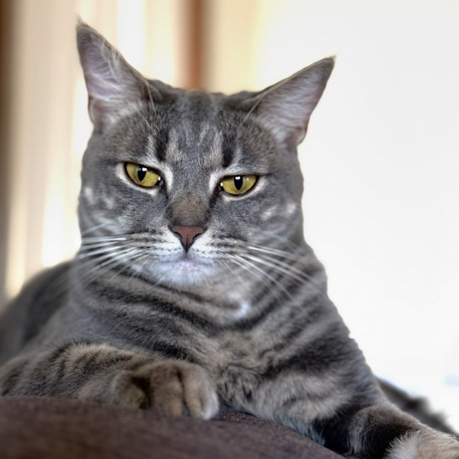 Photo of Goose