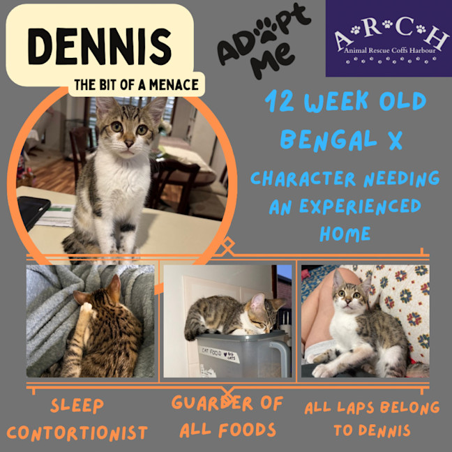 Photo of Dennis (The Menace)