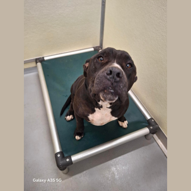 Photo of Oodie (Muggsy)