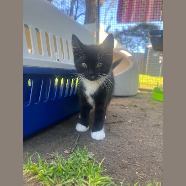 Photo of Oreo