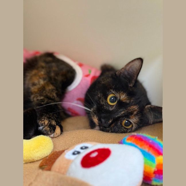 Photo of 🩰 Dapple 6394 🩰