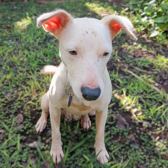 Photo of Jax