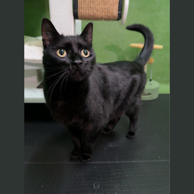 Photo of Micki (Bonded With Fluffy)