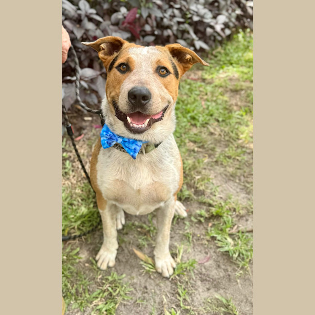 Photo of Zak *$150 Adoption Fee*