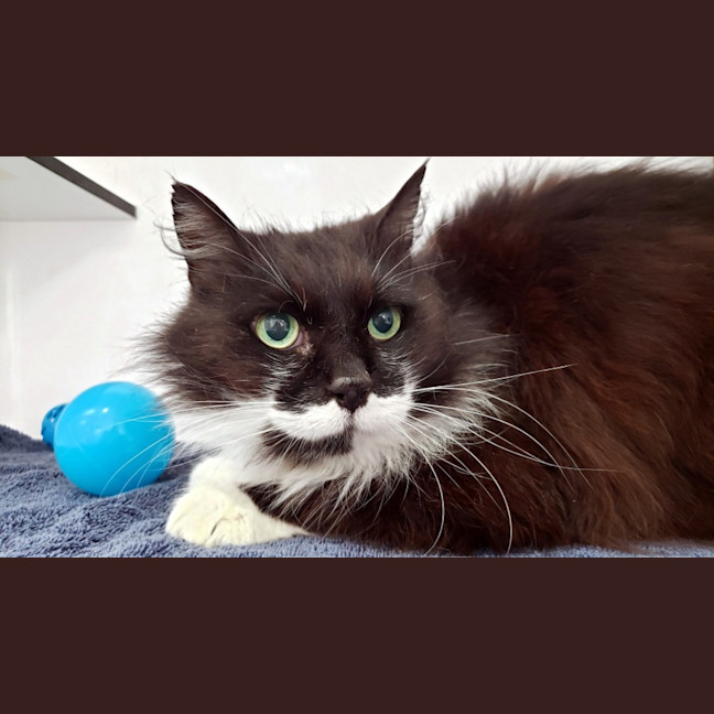 Photo of Link Sua013493