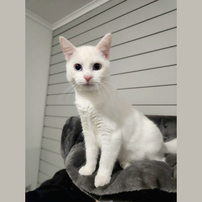 Photo of Kimba