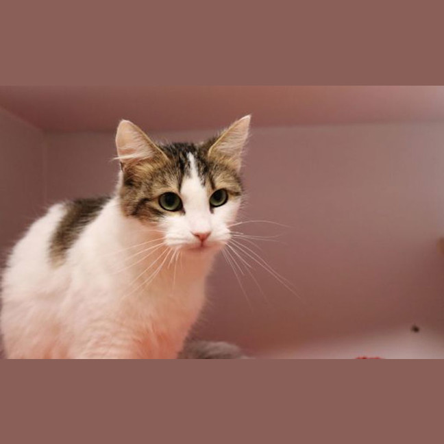 Photo of Bluebell