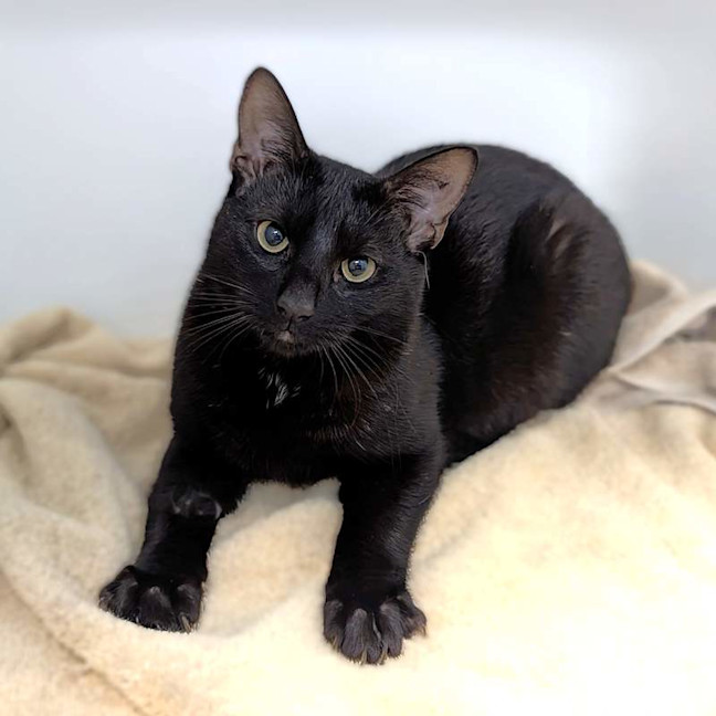 Photo of Spook