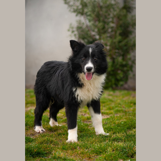 Photo of Archie