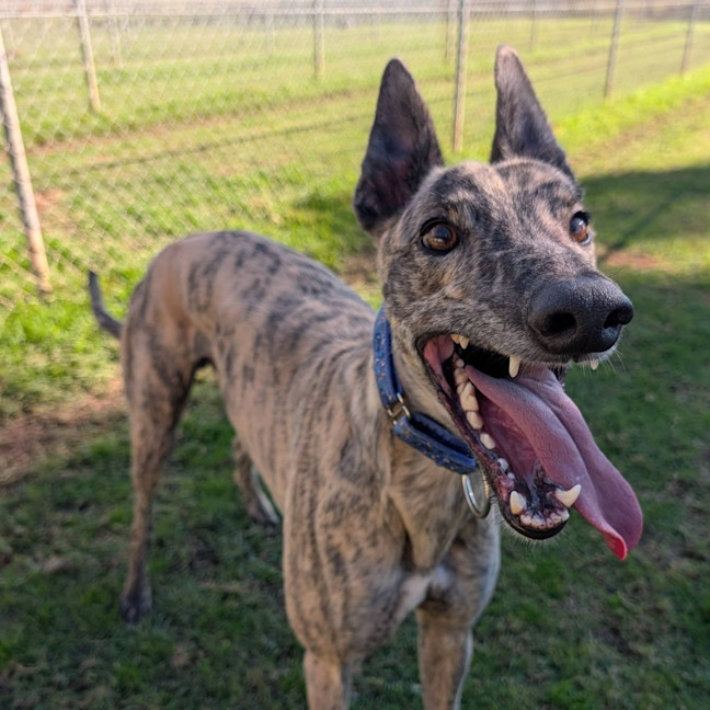 Photo of Martin The Greyhound