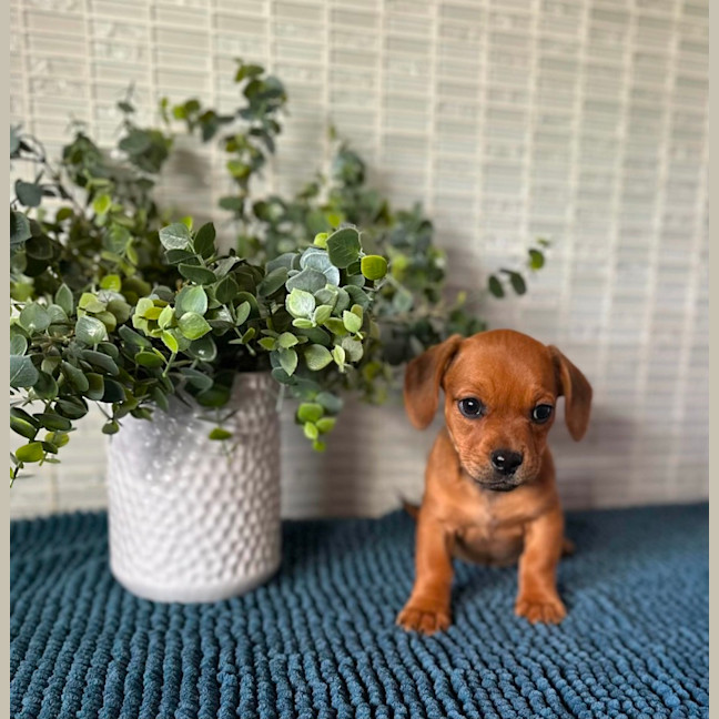 Photo of Audrey