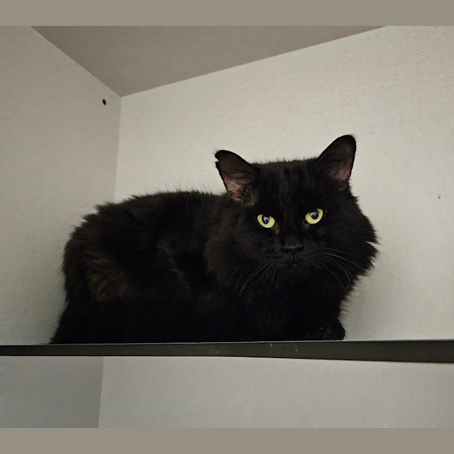 Photo of Sirius