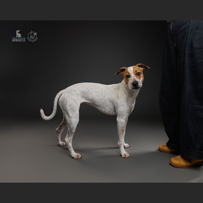 Photo of Lola   1 Year Old Cattle Dog X Staffy