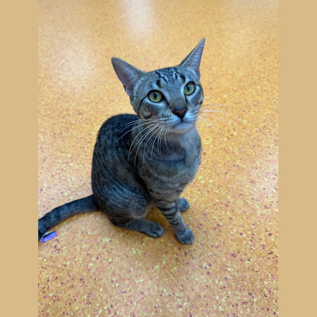 Photo of Sooky Teddy