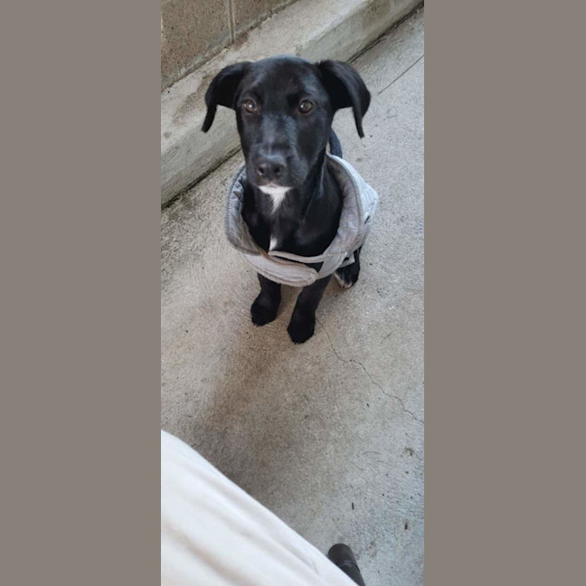 Photo of Macey   12 Week Old Wolfhound X