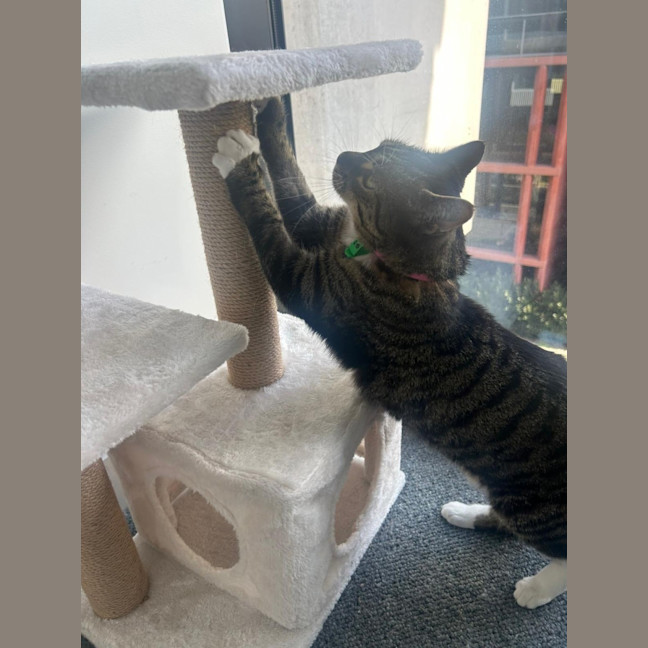 Photo of Nova